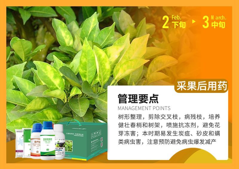樹(shù)形整理，剪除交叉枝，病殘枝，培養(yǎng)健壯春梢和樹(shù)架，噴施抗凍劑，避免花芽?jī)龊?本時(shí)期易發(fā)生炭疽、砂皮和端類(lèi)病蟲(chóng)害，注意預(yù)防避免病蟲(chóng)爆發(fā)減產(chǎn) 