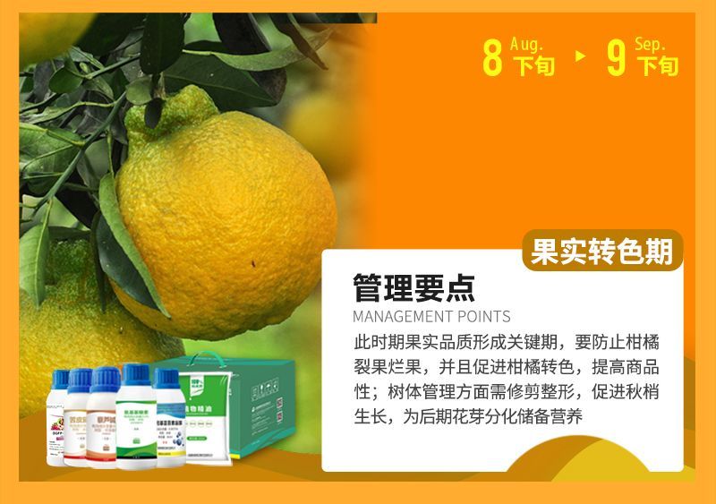 此時期果實品質(zhì)形成關(guān)鍵期，要防止柑橘裂果爛果，并且促進柑橘轉(zhuǎn)色，提高商品性;樹體管理方面需修剪整形，促進秋梢生長，為后期花芽分化儲備營養(yǎng)