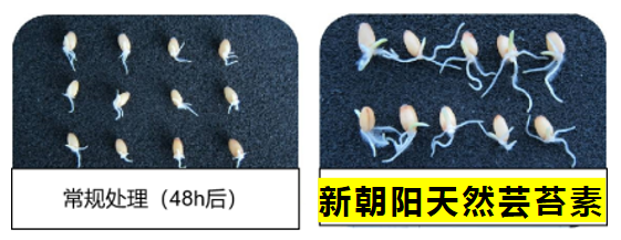 小麥拌種選新朝陽天然蕓苔素，讓小麥高產贏在起跑線上?。ㄐ←溤谑裁磿r候用蕓苔素效果最佳）